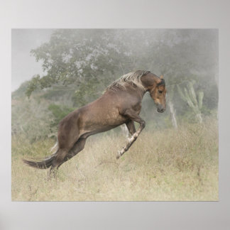 Affiche Stallion Mangalarga Marchador à Liberty