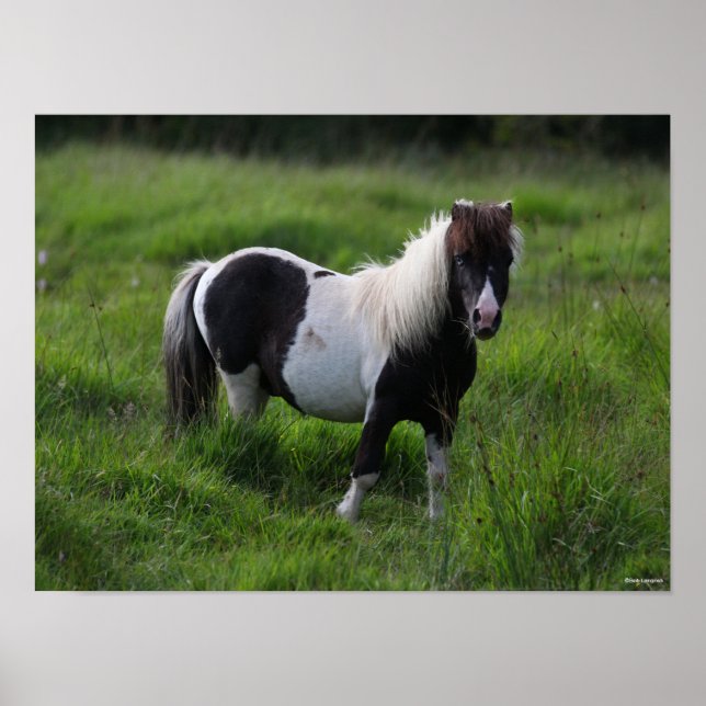 Affiche Stallion Pony Shetland Se Trouvant Dans L'Herbe (Devant)