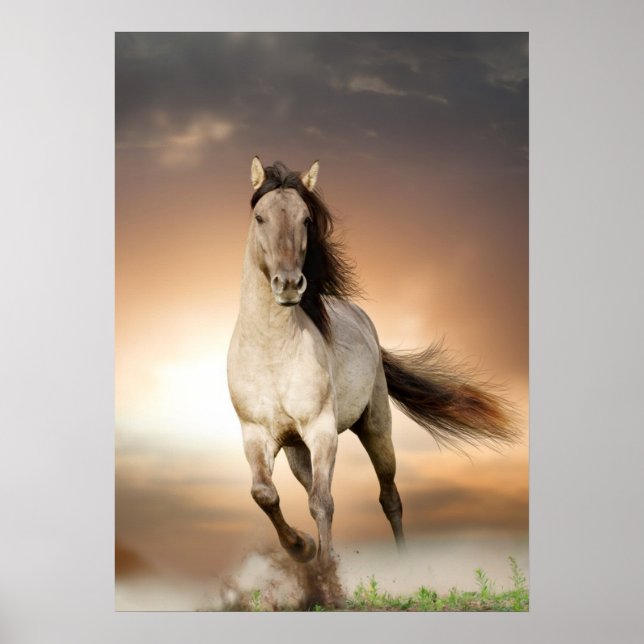 Affiche Stallion Sauvage Courant Au Coucher Du Soleil (Devant)