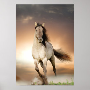 Affiche Stallion Sauvage Courant Au Coucher Du Soleil