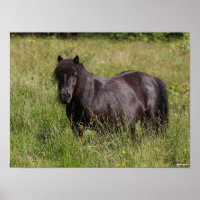 Stallion Shetland Noir debout Dans L'Herbe