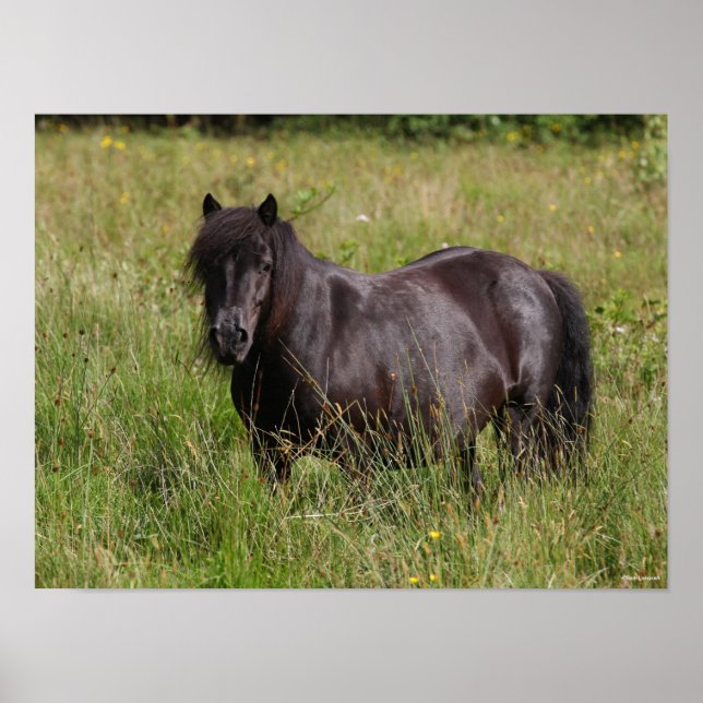 Affiche Stallion Shetland Noir debout Dans L'Herbe (Devant)