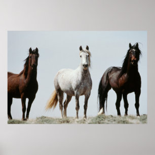 Affiche Stallions sauvages