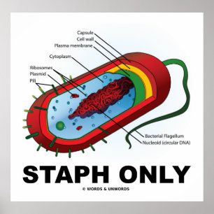 Affiche Staph seulement (Bacterium Diagram Prokaryote Bact