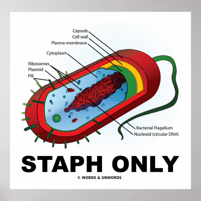 Affiche Staph seulement (Bacterium Diagram Prokaryote Bact (Devant)