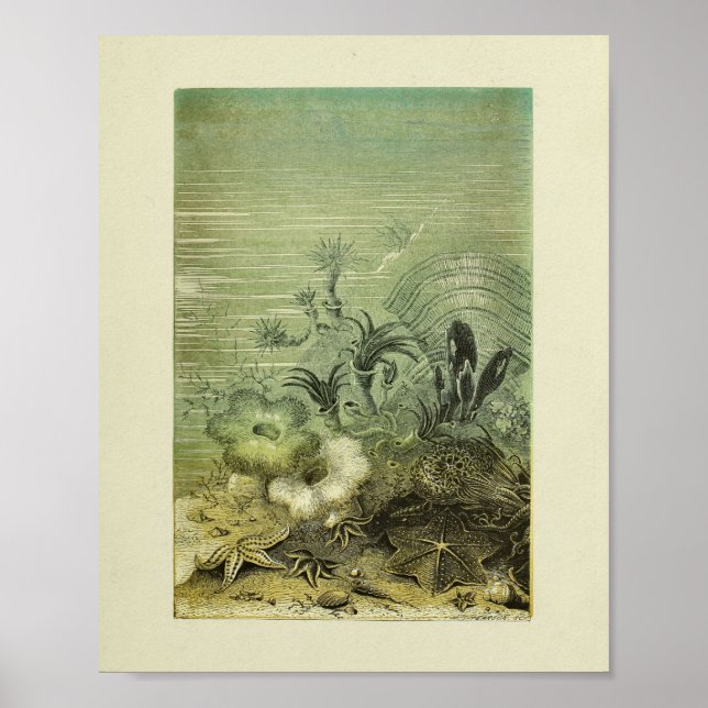 Affiche Star Fish Marine Life Couleur Art (Devant)