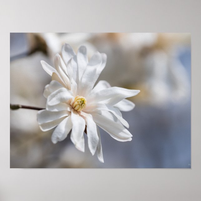 Affiche Star Magnolia Bloom (Devant)