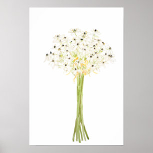 Affiche star of Bethlehem flower watercolor