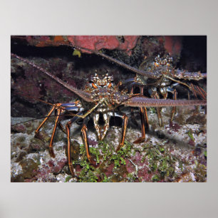 Affiche Stare de homard