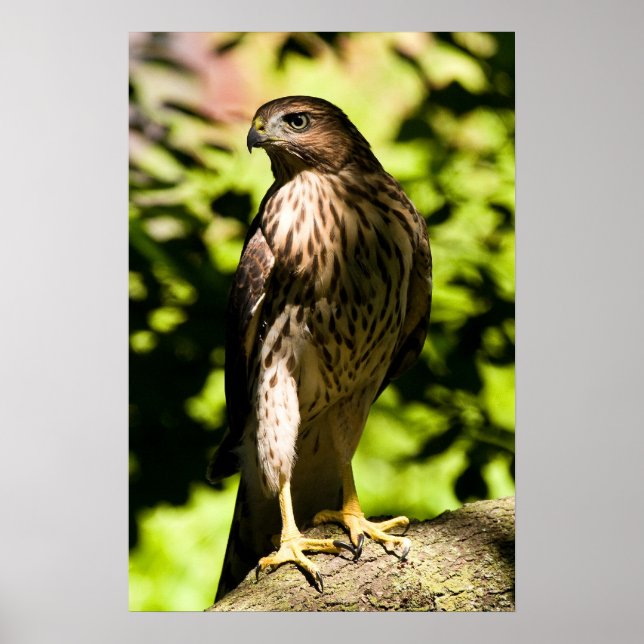 Affiche Stare intense (Devant)