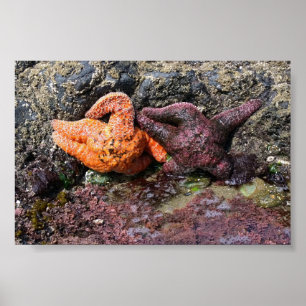 Affiche Starfish at Bob Creek