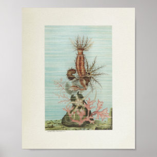 Affiche Starfish Corail Color Art Imprimer Marine Life