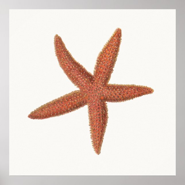 Affiche Starfish - Sherman Denton Fish Lithograph (Devant)