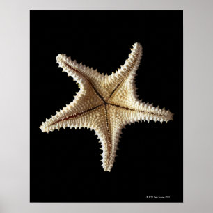 Affiche Starfish skeleton, close-up