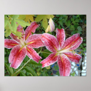 Affiche Stargazer Lilies Jardin Floral