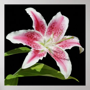 Affiche Stargazer Lily