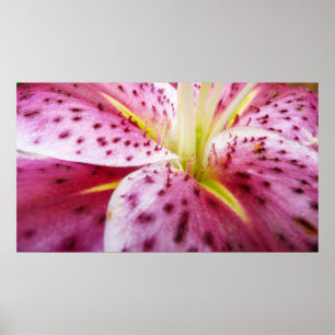 Affiche Stargazer Lily brillant Magenta Floral