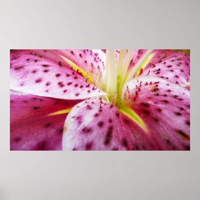 Affiche Stargazer Lily brillant Magenta Floral (Devant)