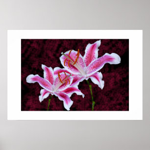 Affiche Stargazer rose et blanc Lily Close Up Photographie