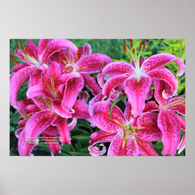 Affiche Stargazer Rose Oriental Lys D'Été Fin (Devant)
