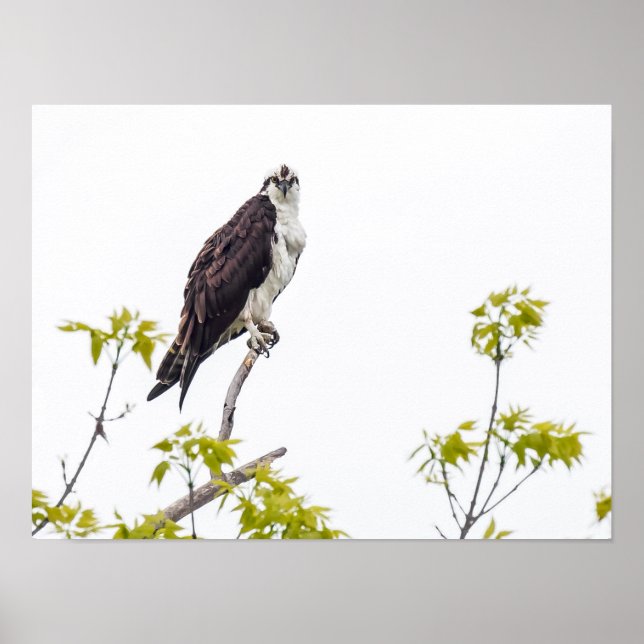 Affiche Staring Osprey (Devant)