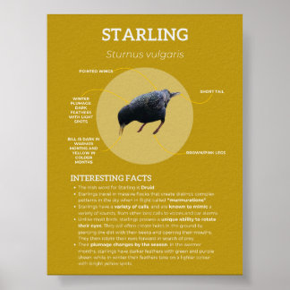Affiche Starling