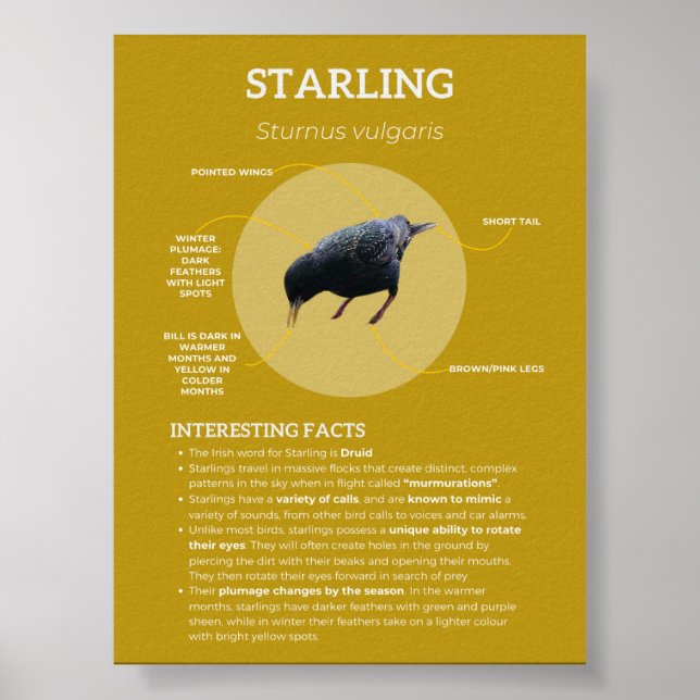 Affiche Starling (Devant)