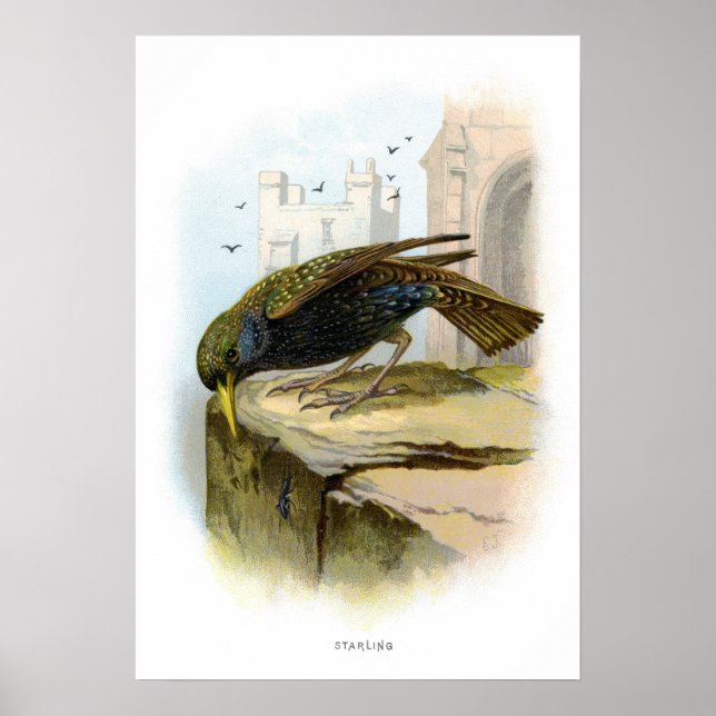 Affiche Starling (Devant)