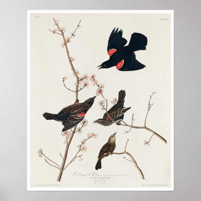 Affiche Starling à ailes rouges, ou Blackbird marécageux p (Devant)