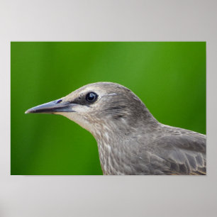 Affiche Starling commun/européen