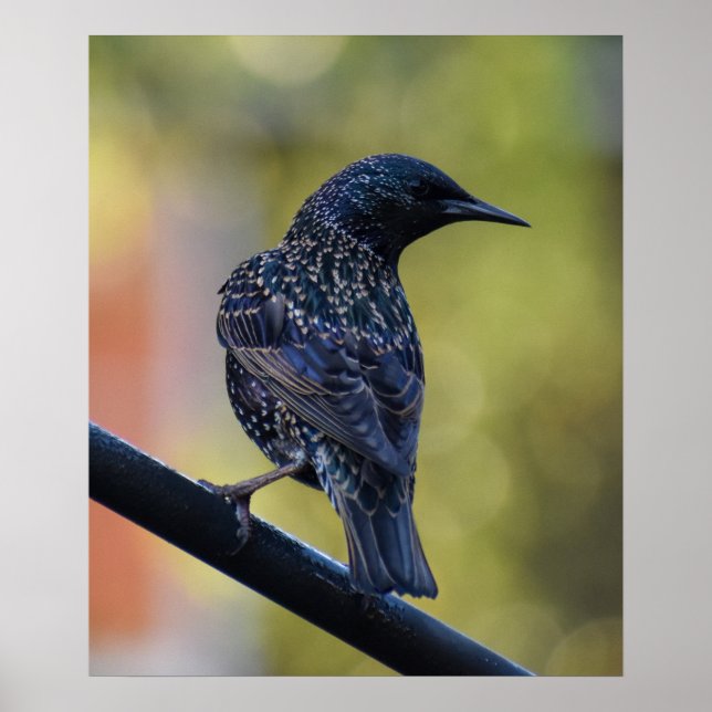 Affiche Starling européen (Devant)