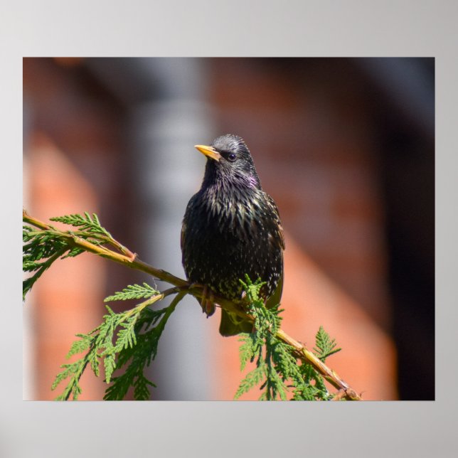 Affiche Starling européen (Devant)