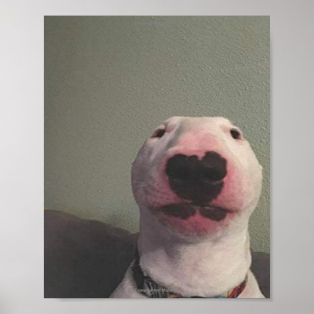 Affiche Starring Dog Meme (Devant)