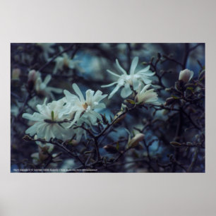 Affiche Starry Magnolia