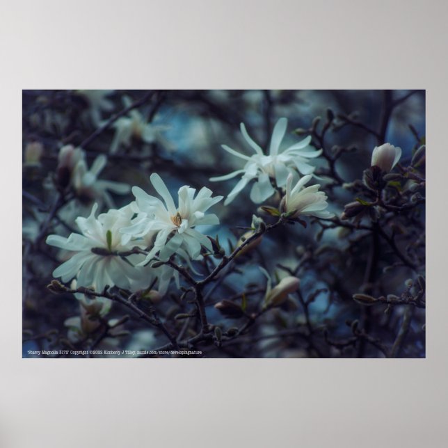 Affiche Starry Magnolia (Devant)