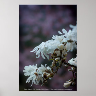 Affiche Starry Magnolia