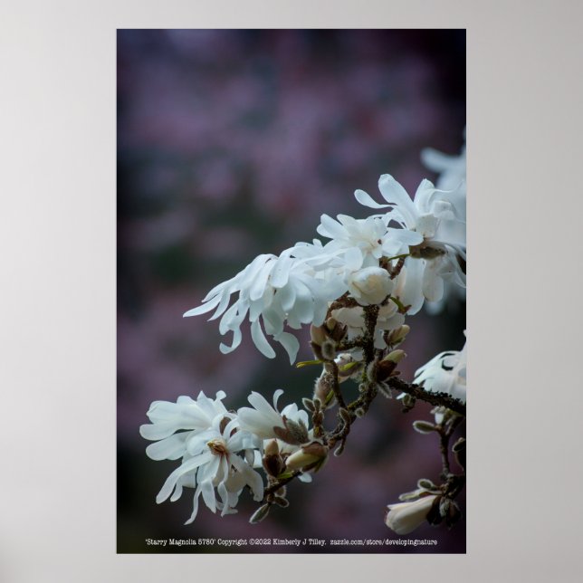 Affiche Starry Magnolia (Devant)
