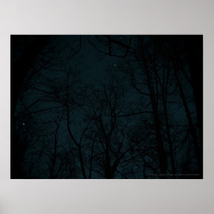 Affiche Starry Night Trees