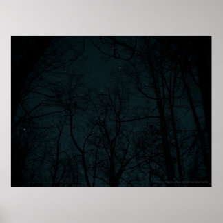 Affiche Starry Night Trees