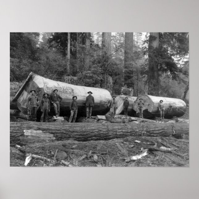 Affiche Steam Logging dans les Cascades de Washington Stat (Devant)