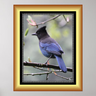 Affiche "Steller’s Jay" ~ Golden Frame Series 001 ~