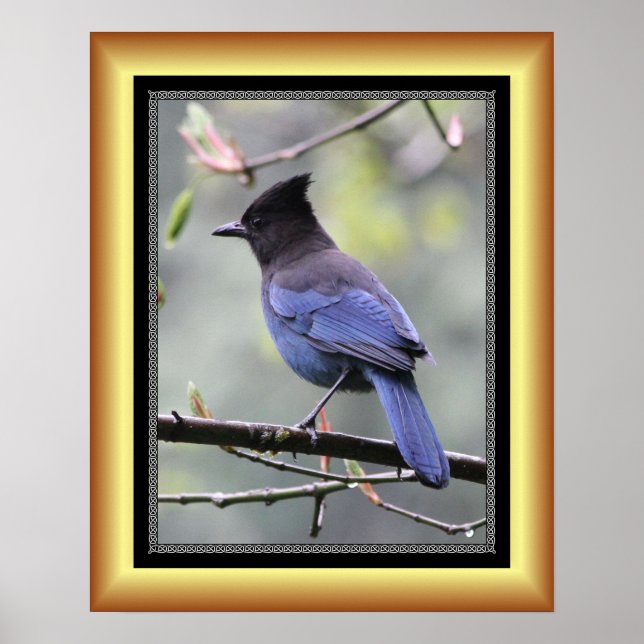 Affiche "Steller’s Jay" ~ Golden Frame Series 001 ~ (Devant)