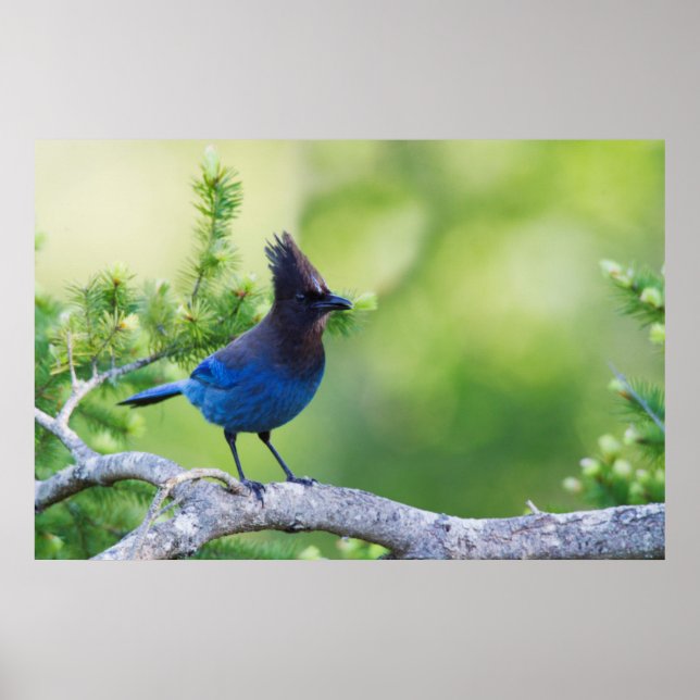 Affiche Steller's Jay 3 (Devant)