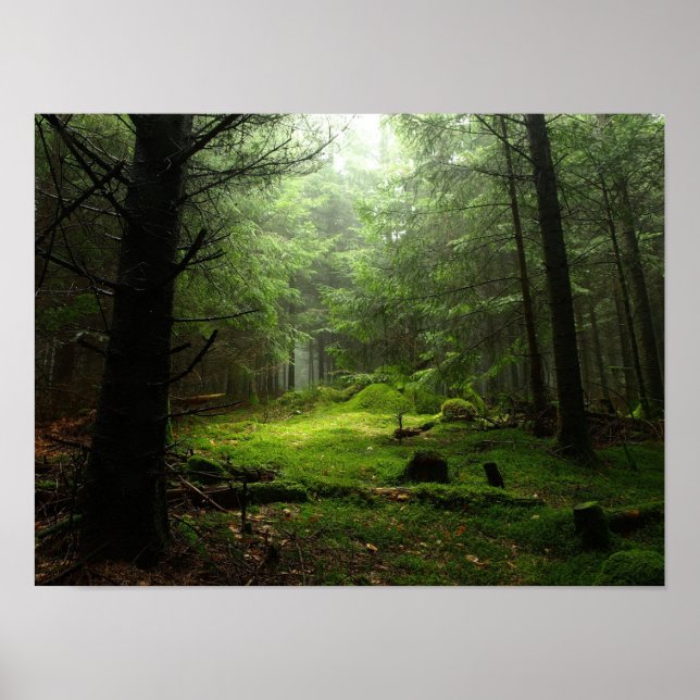 Affiche Sterious Forest (Devant)