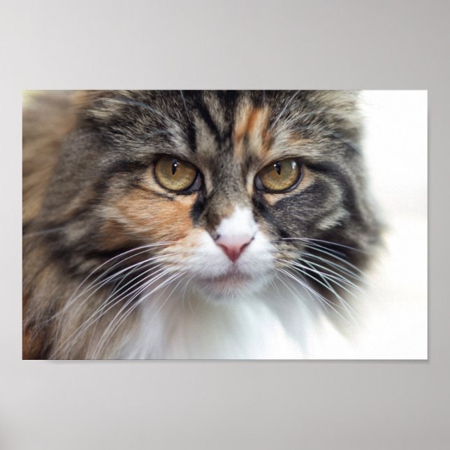Affiche Stern Maine Coon (Devant)