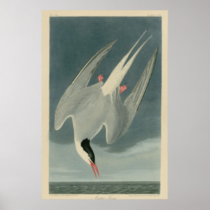 Affiche Sterne arctique