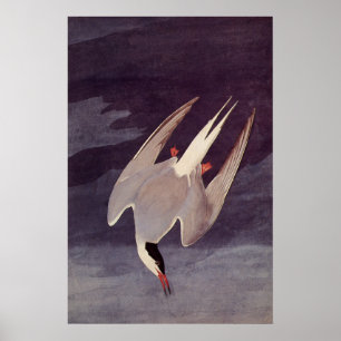 Affiche Sterne arctique par John James Audubon, Oiseaux Vi