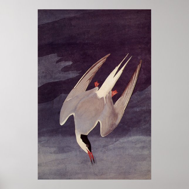 Affiche Sterne arctique par John James Audubon, Oiseaux Vi (Devant)