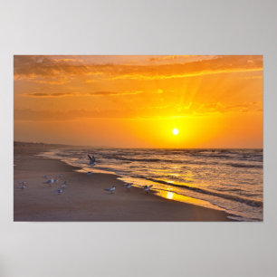 Affiche Sternes naine sur la plage, Money Bayou Beach, Flo