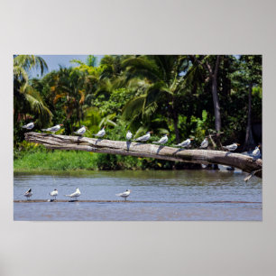 Affiche sternes royales, estuaire du fleuve Tortuguero - C